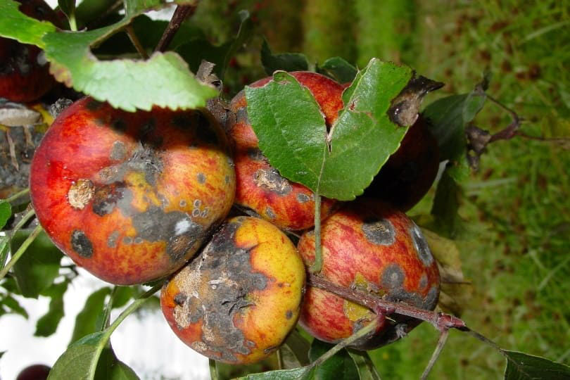 Black Spot Apples